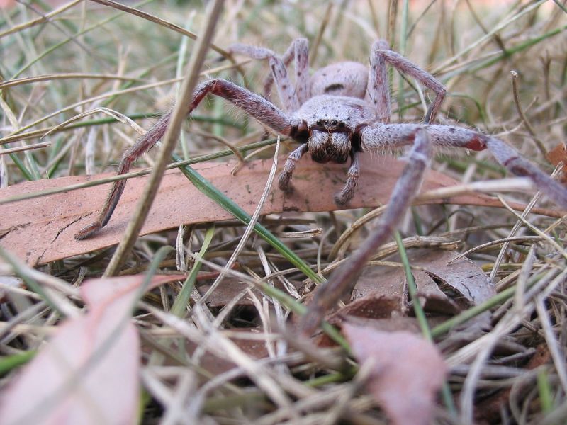 Huntsman approaching.jpg